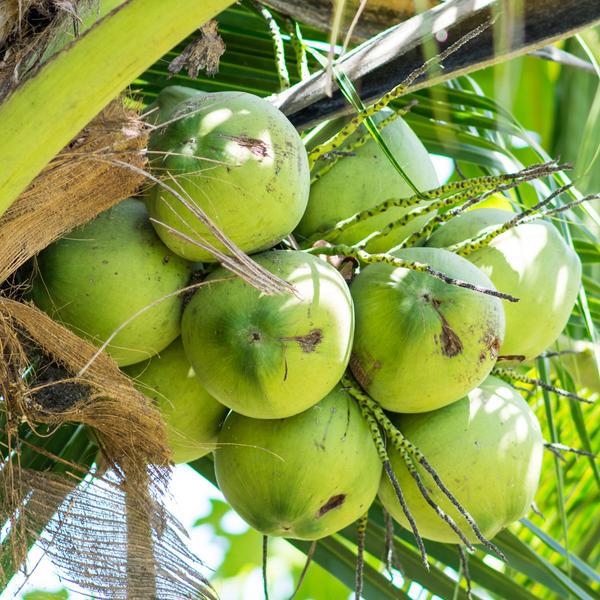 柬埔寨美食攻略懶人包整理-柬埔寨水果怎麼挑？（附完整水果價格推薦） @東南亞投資報告