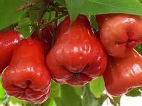 柬埔寨美食攻略懶人包整理-柬埔寨水果怎麼挑？（附完整水果價格推薦） @東南亞投資報告
